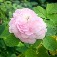 Pompon Blanc Parfait