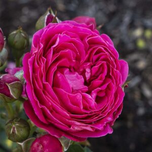 Pkp Roses PowerPuff Pink