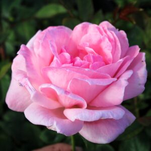 Queen Elizabeth