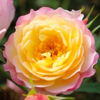 Rainbow Happy Trails