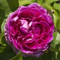 Bloomable Star Raspberry Rugostar Rose Raspberry Cupcake