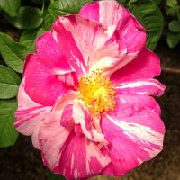 Rosa gallica versicolor (Rosa Mundi)
