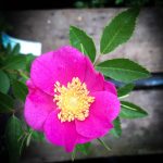 Rosa virginiana