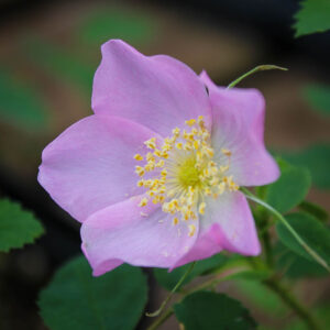 Rosa acicularis