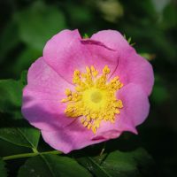 Rosa carolina
