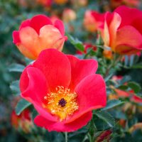 Rosa foetida bicolor (Austrian Copper)