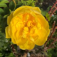 Rosa foetida persiana