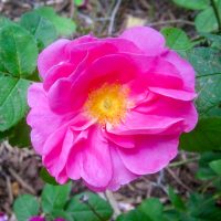 Rosa gallica officinalis (The Apothecary Rose)