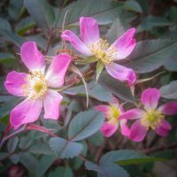 Rosa glauca