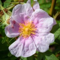 Rosa palustris