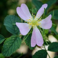 Rosa pomifera (Apple Rose)