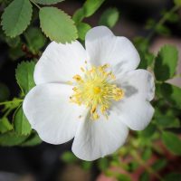 Rosa spinosissima