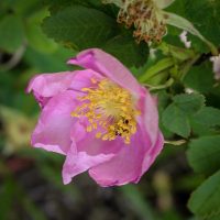Rosa woodsii