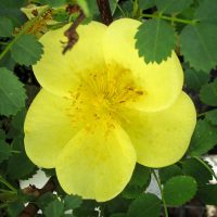 Rosa xanthina spontanea