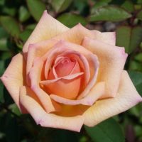 Rosarian Tom Mayhew