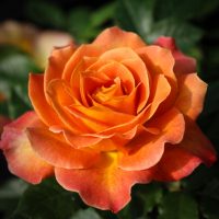 Rosie the Riveter ™