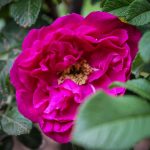 Rugosa Magnifica