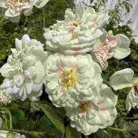 September Celebration