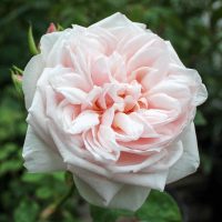 Souvenir de la Malmaison