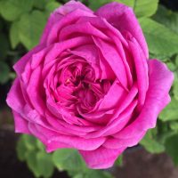 Souvenir du Président Lincoln