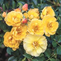 Sunshine Happy Trails