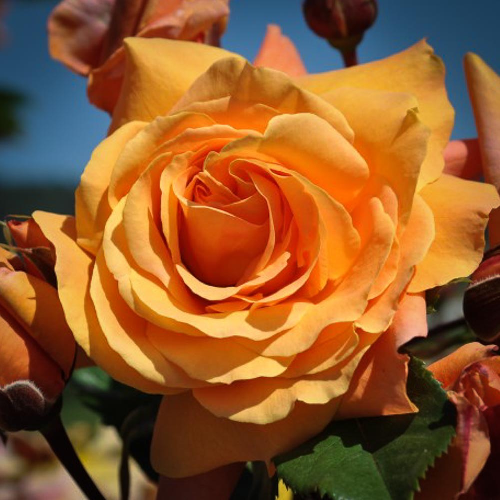 Tangerine Skies Arborose