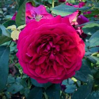 AUSmove - Tess of the d'Urbervilles