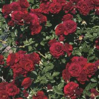 Valentine's Day, Climbing™