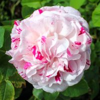 Variegata di Bologna