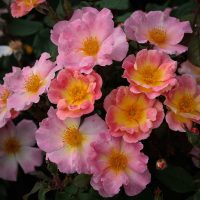 Watercolors Home Run