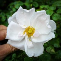 White Dawn, Climbing