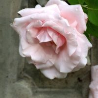 Marchioness of Londonderry