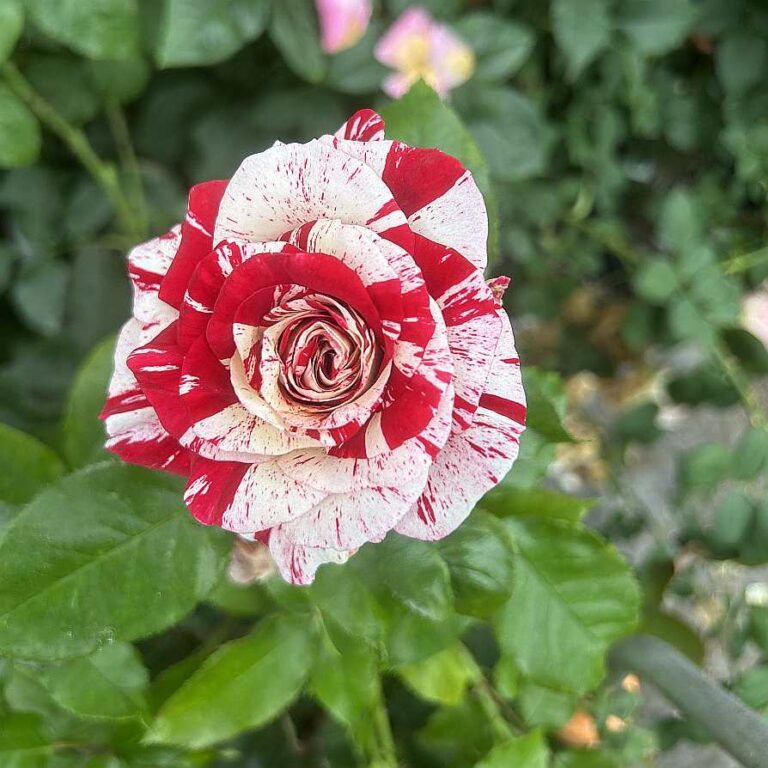Pink Roses Roll Rock & Roll