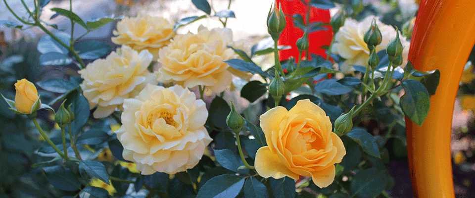 DESERT GARDENER: When is a Rose not a Rose? When it is a Desert Rose, Valley Women