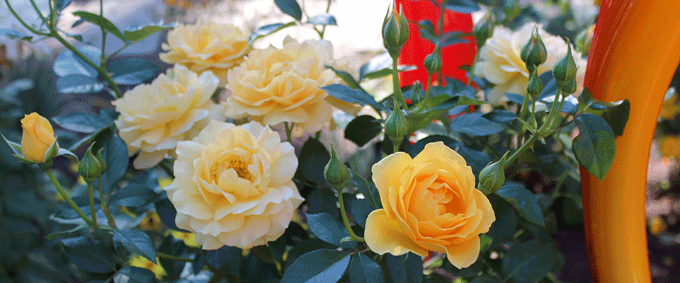 https://www.highcountryroses.com/wp/wp-content/uploads/062.png