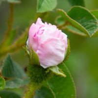 Barclay Damask
