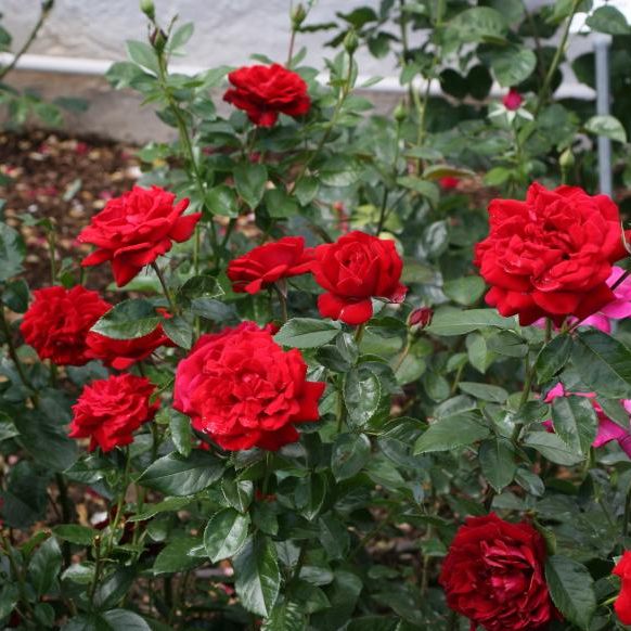 Tutu rose hot sale
