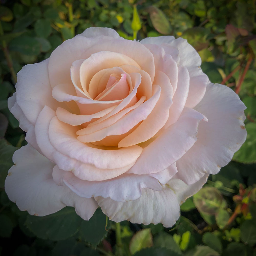 Easy Spirit Real Rose Petals