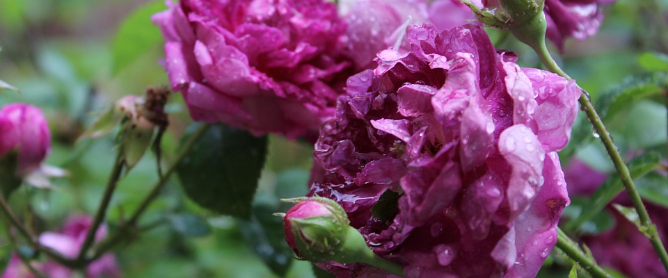 Old Garden Roses