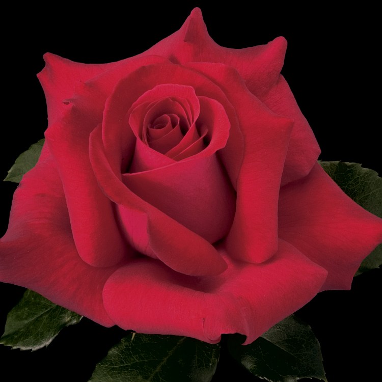 Falling in Love™ Hybrid Tea Rose