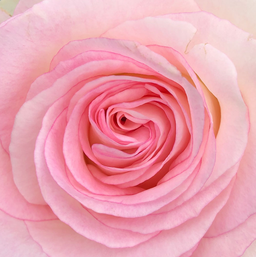 The Pink Moon - Rose Chalcedony, Mystic Rose Quartz, Sunstone, Clear Q –  Hey Plant Lady Studio