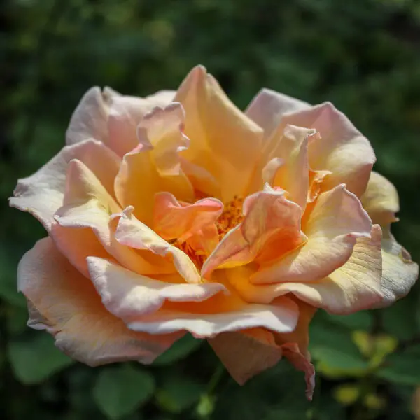 Pearlie Mae - Photo by ML Douglas