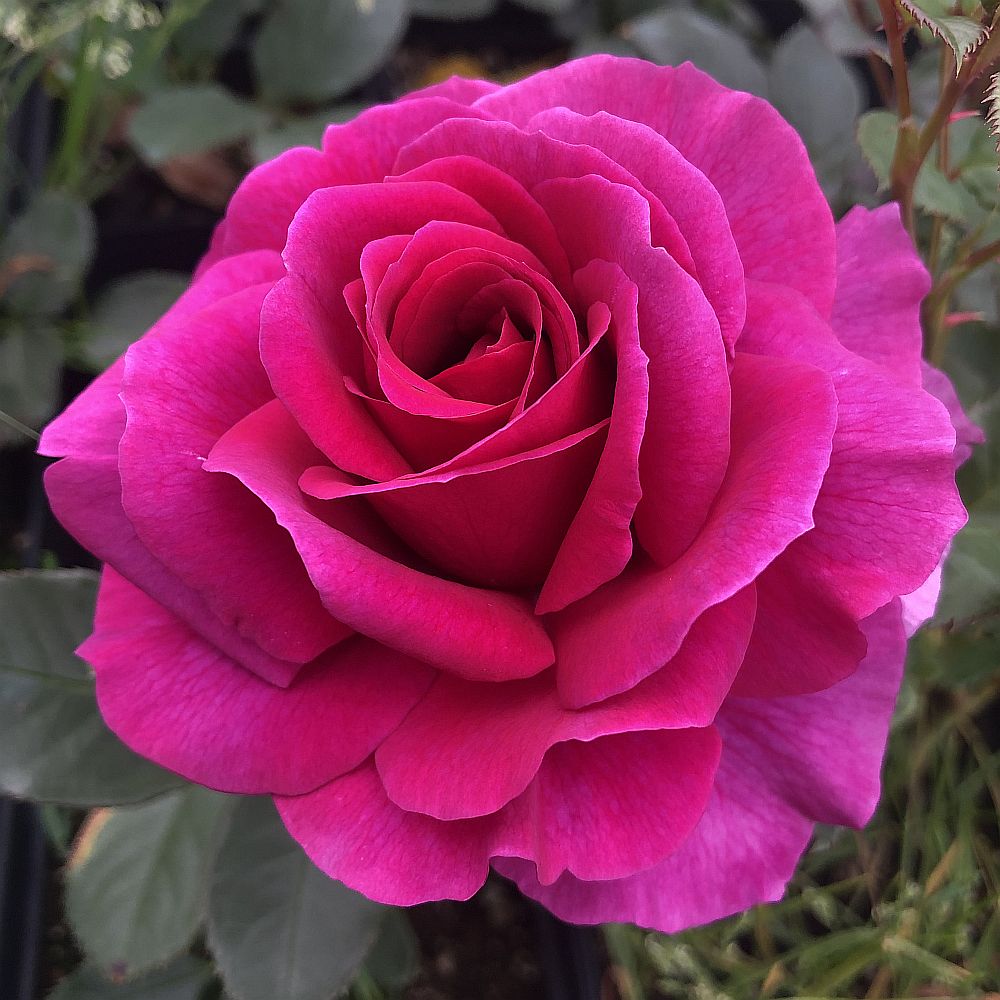 Perfume Factory™ Hybrid Tea rose