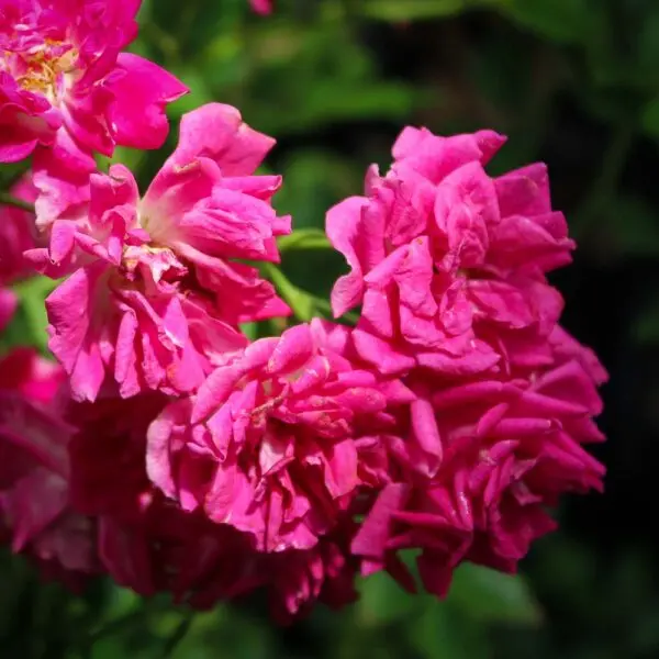 Rosa Super Excelsa