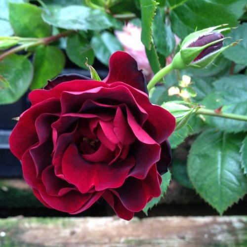 Red Roses for a Blue Lady - Wikipedia