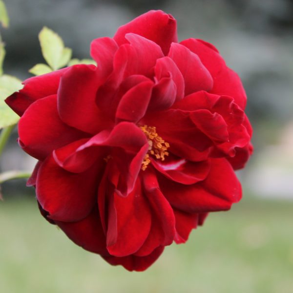 Red Roses for a Blue Lady - Wikipedia