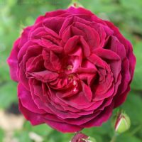 Old Garden Roses Collection - High Country Roses