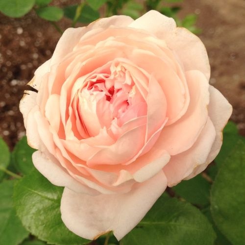 Ambridge Rose-0