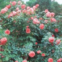 Image Courtesy of Weeks Roses