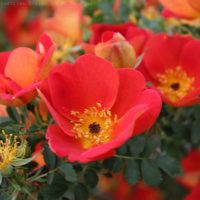 Rosa foetida bicolor (Austrian Copper) by ML Douglas